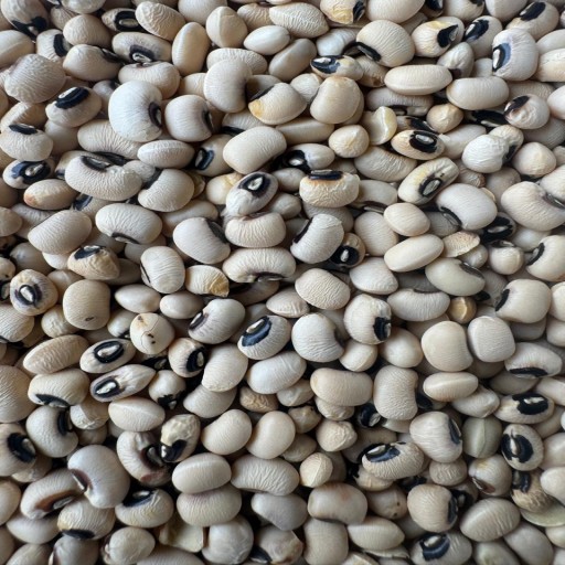 Organic White Chori Beans
